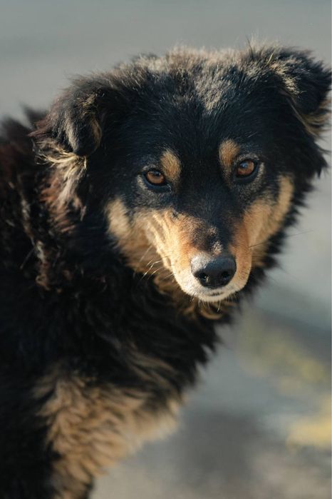 Собака в добрые руки