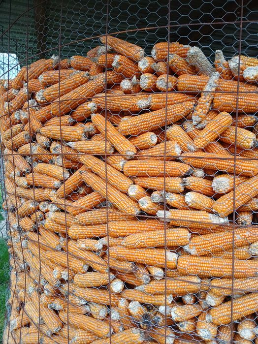 de vinzare porumb  1,40  lei  si floarea soarelui 2,50 lei