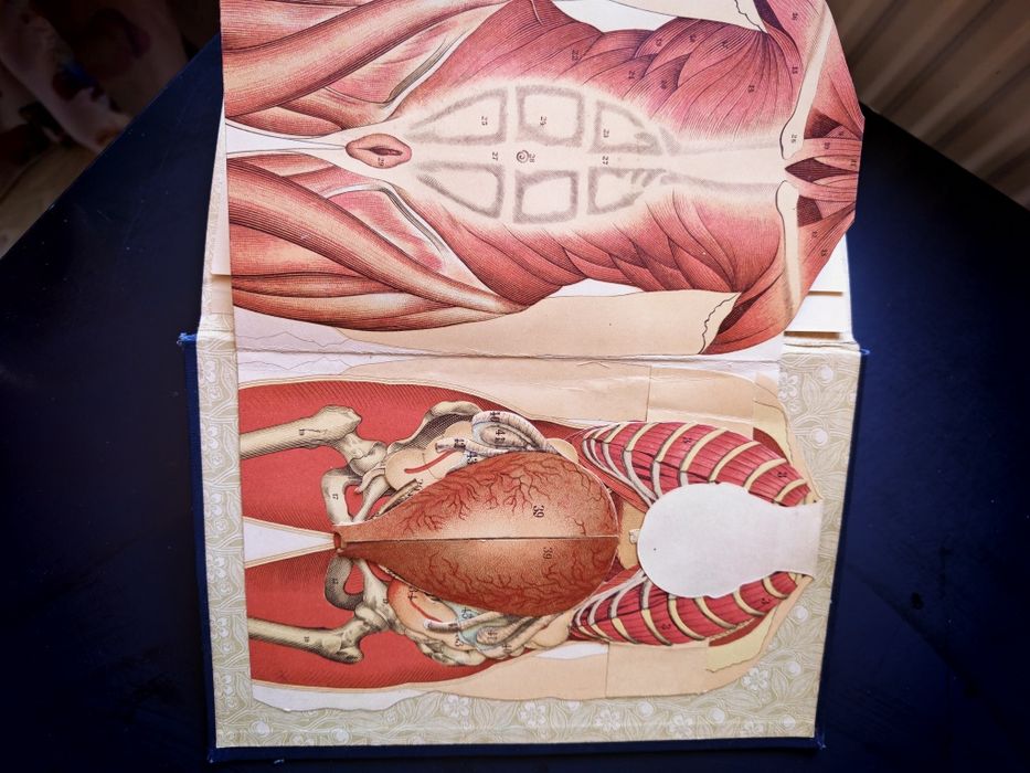 Carte veche medicină germană Platen (c. 1900) - Model anatomic complet