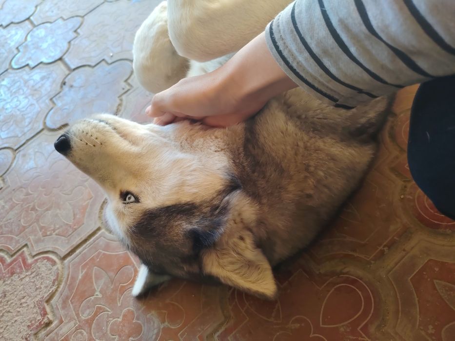 Haski sotiladi zotdor