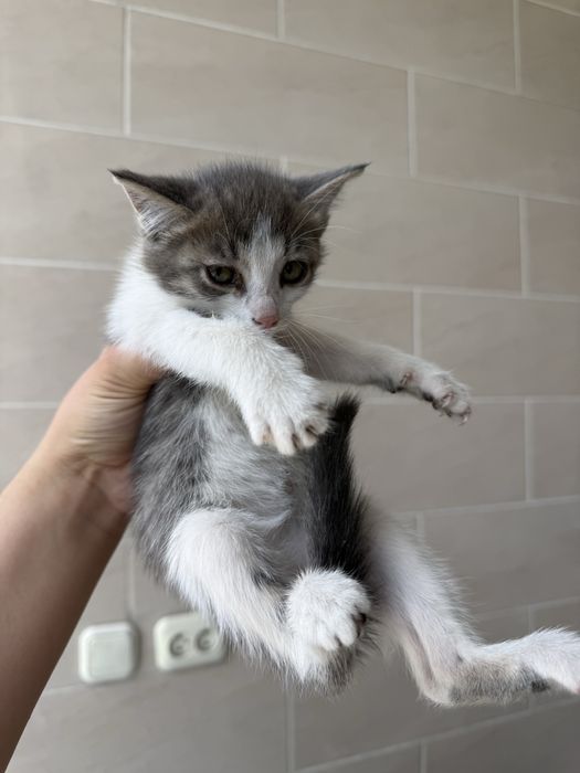 Отдам Котят девочки