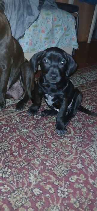 Щенок стаффорда мальчик