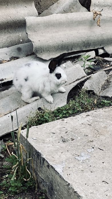 Срочно продам зайца