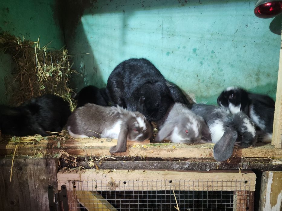 Iepuri berbec german