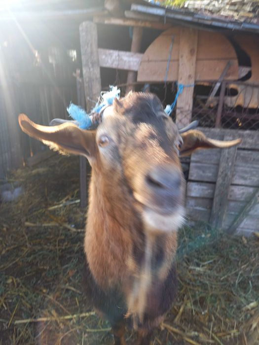 Tap alpin francez 2 ani Ialomita