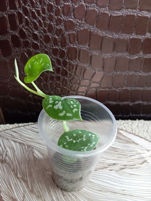 Комнатные растения