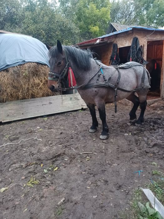 Vând 2 iepe cuminte