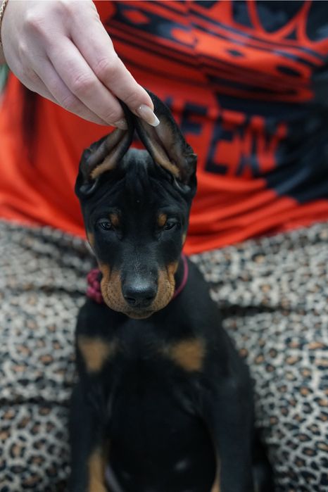 Щенки добермана на проджу