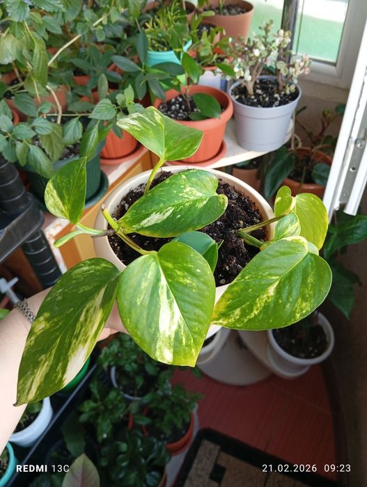 Продам комнатные растения