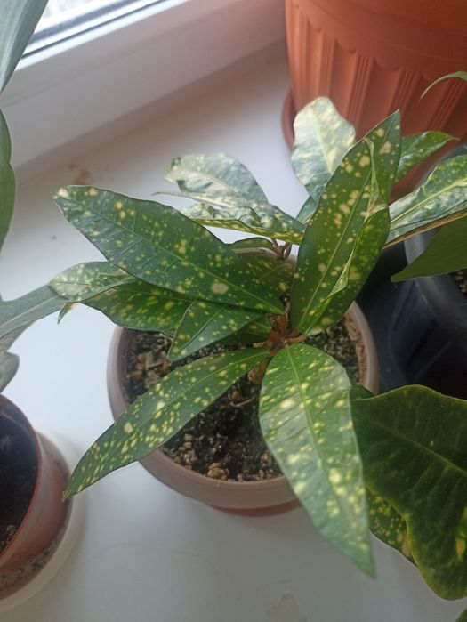 Комнатный цветок кротон