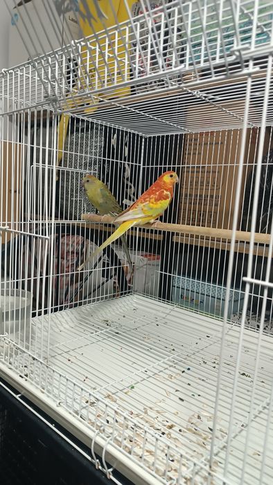 Певчие попугай Атласные