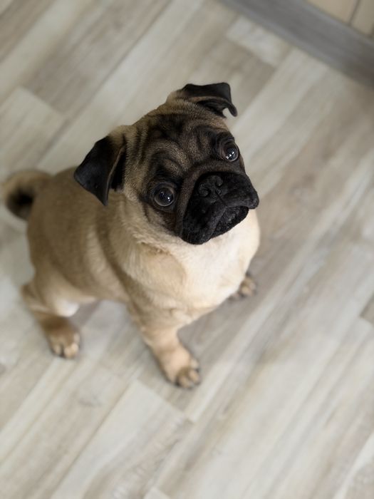 Мопс щенок 5 месяцев