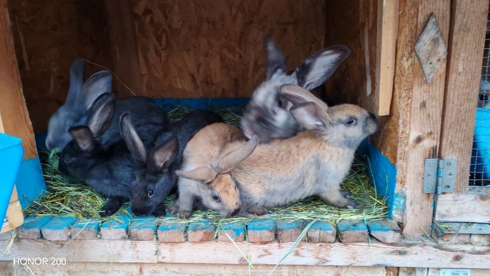 Vând iepure femelă negru și iepurași