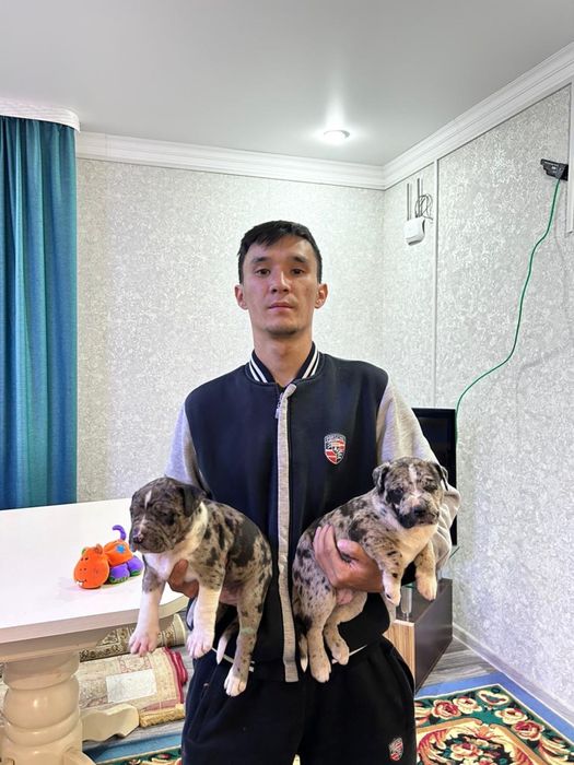 Питбуль Кабель Вязка мерль окрас мраморный