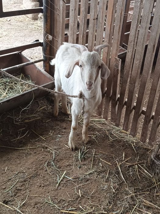 Теке және шыбыштар сатылады.