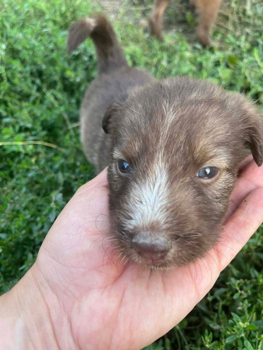 Donam cățeluși metiș