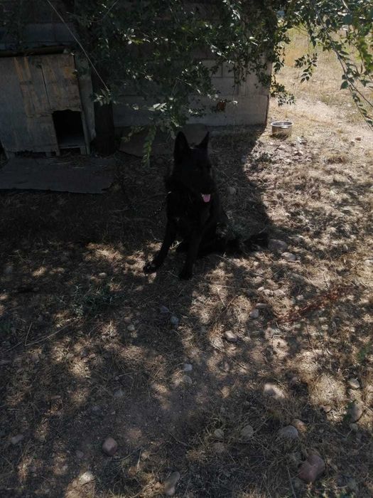 Щенки немецкой овчарки с родословной.