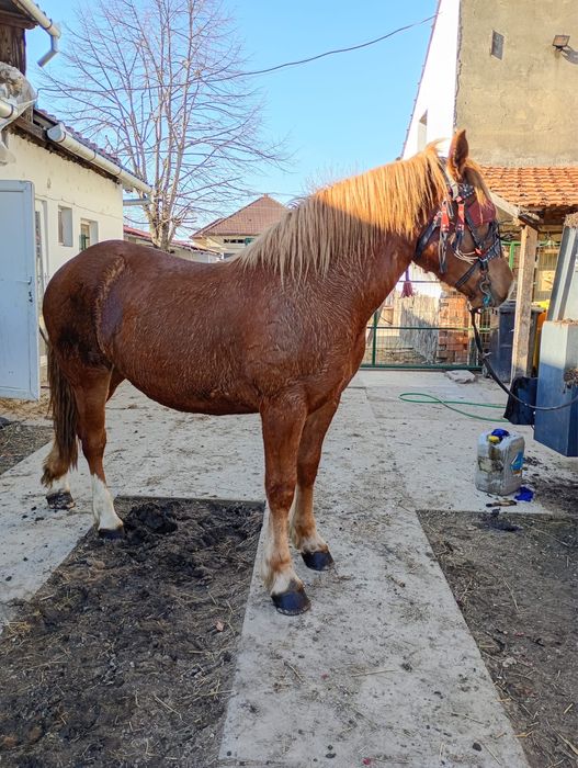 Vand manza de 1 an si 5 luni