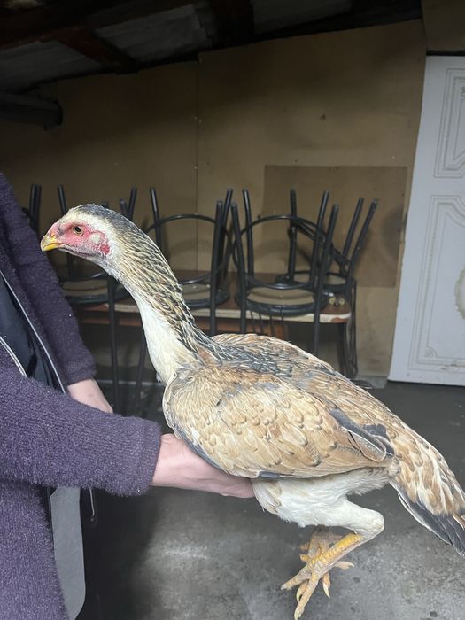 продам курочек.