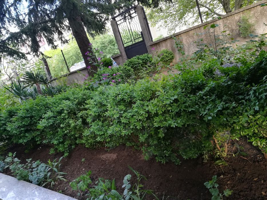 Различни чемшири за красиви градини