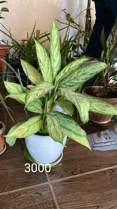 Рапродаю цветы срочно