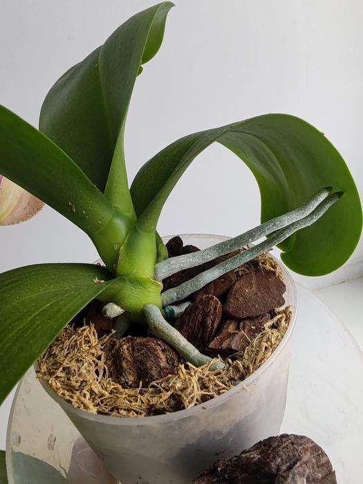 Орхидея фаленопсис