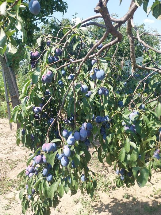 Prune bio nestropite,foarte dulci!