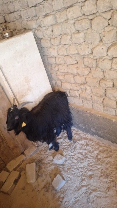 Ешкі сатылады ешкі