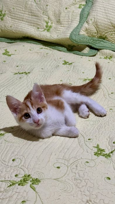 Котенок рыжий мальчик