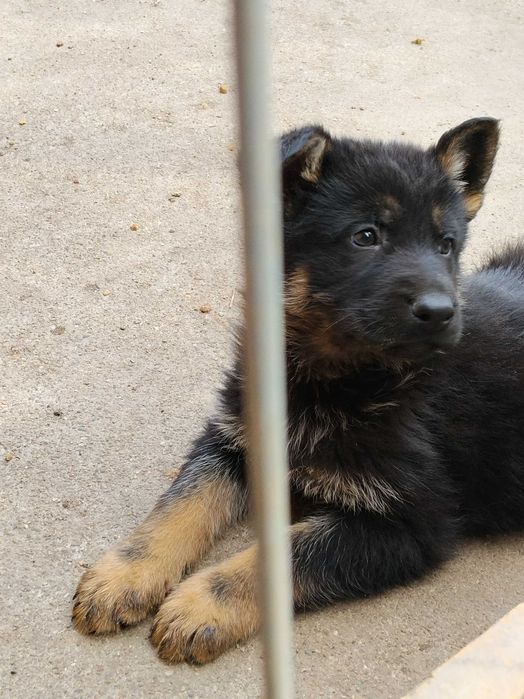 Pui ciobănesc german