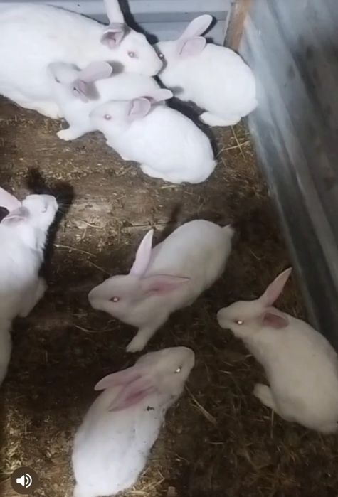 Қуён гўшти сотилади