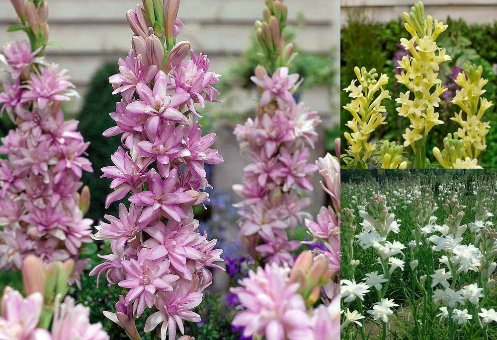 Bulbi Vara Bujor Crin Dalia Gladiole Begonia Tuberoze Lalele imperiale