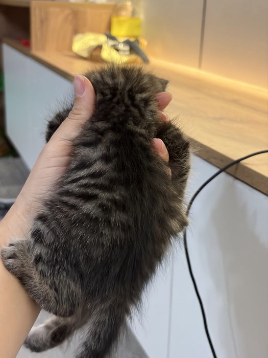 Котенок 1 месяц девочка
