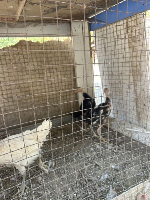 Дакан корейски парода