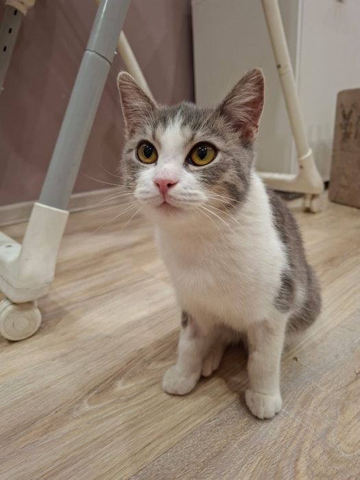 Ищем дом для кошки