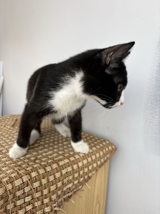 Котенок 3-4 мес
