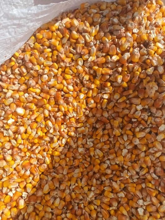 Transport gratuit porumb uscat la 1.20 kg va servim la domiciliu