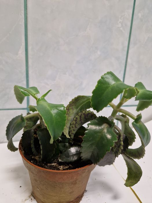 Plante pentru apartament pret mic