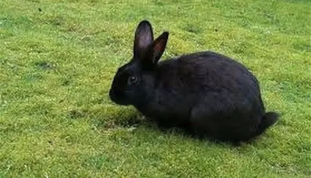 Қоян сатылады 6000