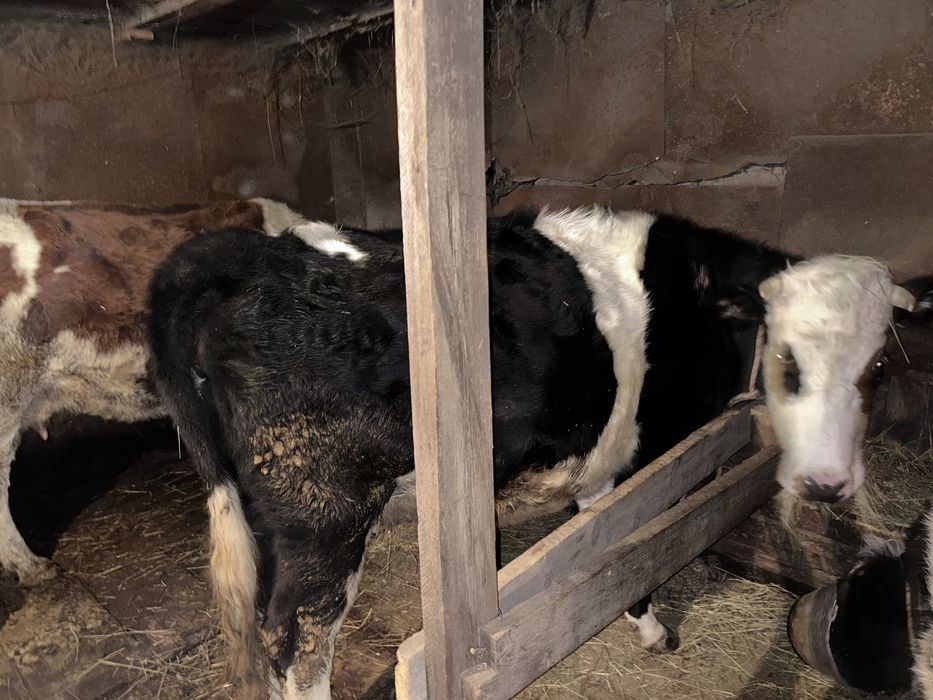 Сиыр сатамын, буаз