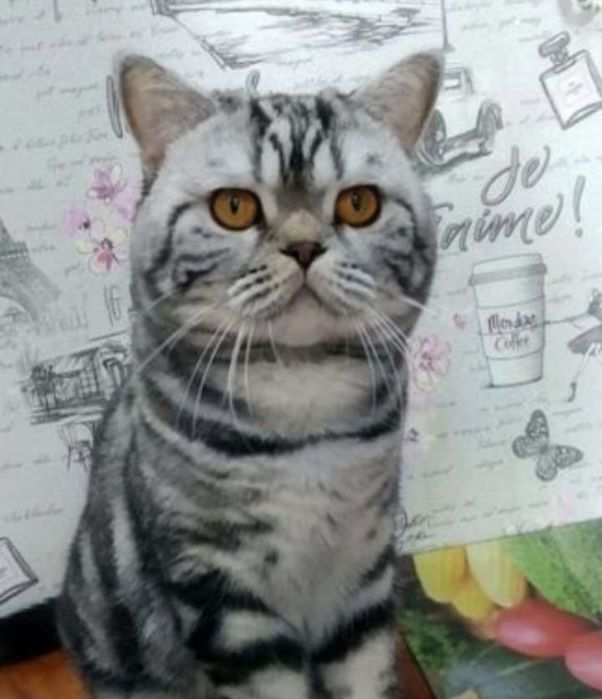 Вязка опытный кот