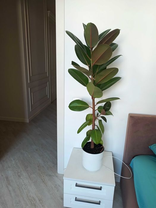 Фикус Робуста 1 шт.