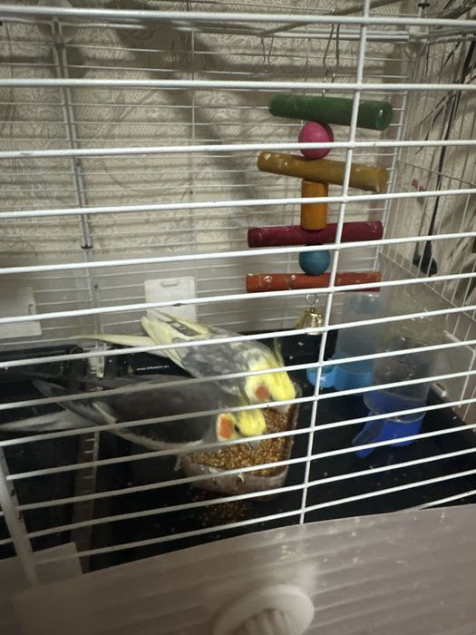 Корелла сатылады