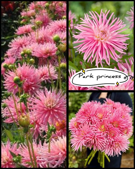 Dalii diferite soiuri