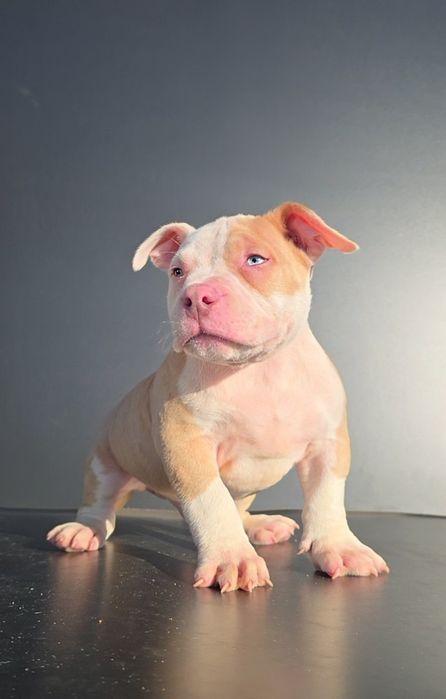 American Bully Standard