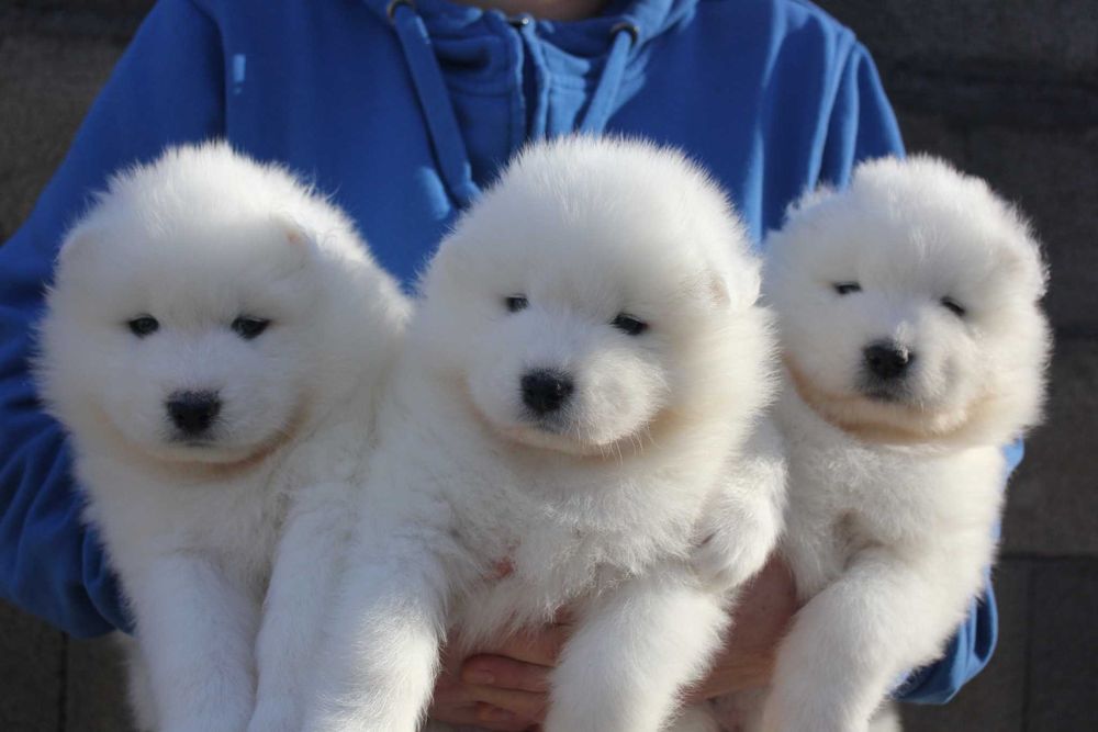 самоед бебета момченца