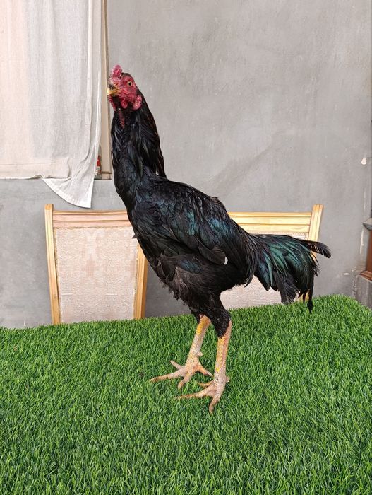 Dakan xoroz sotiladi