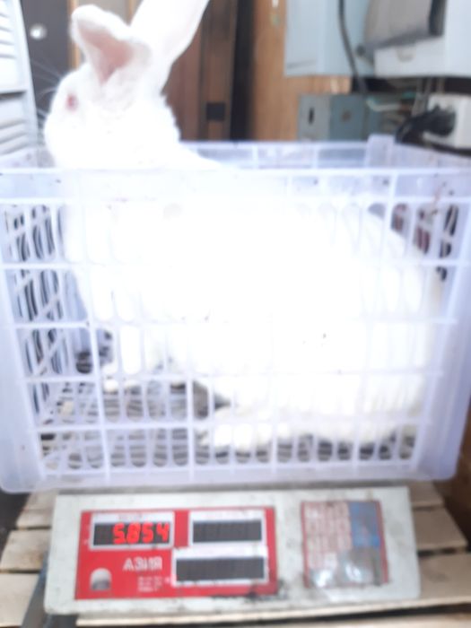 Продам крупных крольчих.