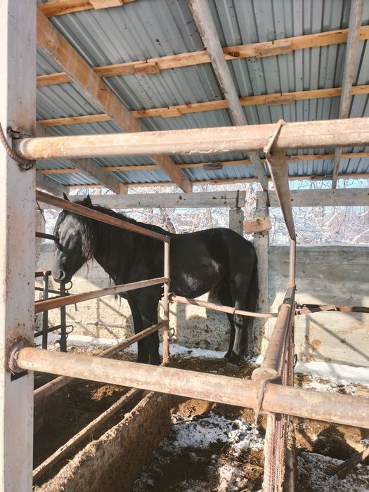 Айгыр  уйырде журген