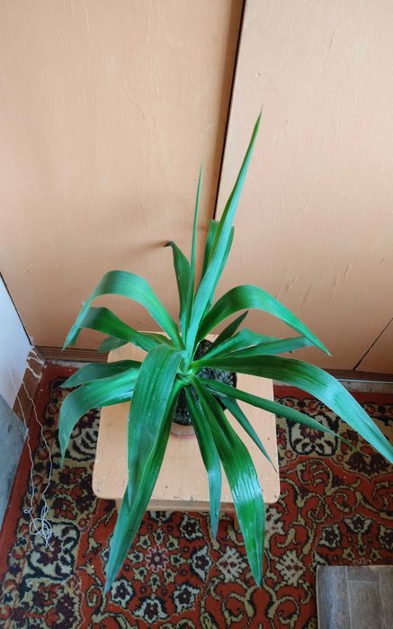 Комнатное растение юкка